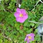 Dissotis rotundifolia Цвят