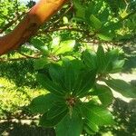 Arbutus × andrachnoides Folio