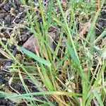 Poa bulbosa Likasa