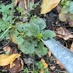 Geum montanum Fulla