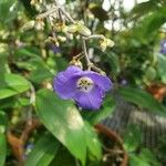 Dichorisandra penduliflora Flor