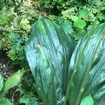 Calanthe triplicata Leaf