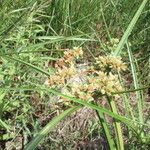 Cyperus pseudovegetus Хабит