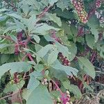 Phytolacca americana Агульны выгляд