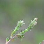 Micromeria graeca Leaf