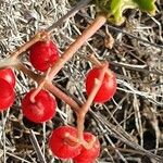 Cyphostemma adenocaule Fruit