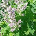 Salvia sclarea Агульны выгляд