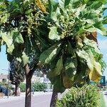 Meryta denhamii Corteza
