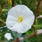 Convolvulus arvensisFloare