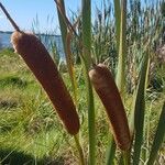 Typha orientalis 花