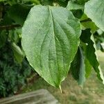 Cornus florida Hoja