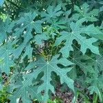 Cnidoscolus aconitifolius Blatt