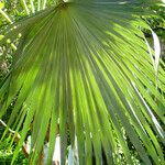 Coccothrinax barbadensis Hoja