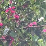 Syzygium malaccense फूल