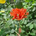 Hibiscus schizopetalus Blomst