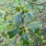 Pittosporum tenuifoliumBlatt