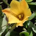 Tulipa linifolia Flor