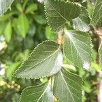 Nothofagus nitida その他の提案