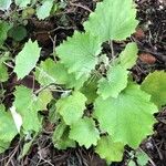 Pericallis aurita Leaf