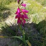 Gladiolus italicusŽiedas