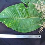 Miconia calvescens List