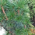 Sciadopitys verticillata Libunga