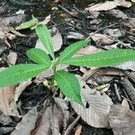 Anacardium excelsum Лист