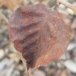 Alnus alnobetula Liść