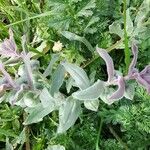 Nonea vesicaria Flor