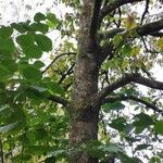 Pterostyrax corymbosus Habitus