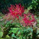 Lycoris radiata Blomst