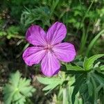 Geranium viscosissimum Blomst