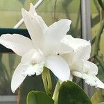 Cattleya intermedia Bloem