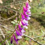 Vicia eriocarpa Blodyn