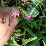 Silene muscipula Blomma