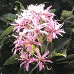 Calodendrum capense Çiçek
