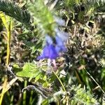 Echium sabulicolaFlower