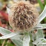 Centaurea uniflora Frutto