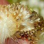 Eriophorum scheuchzeri Fruit