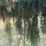 Cupressus cashmeriana Φύλλο