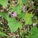 Geranium rotundifoliumBloem