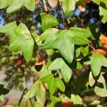 Acer monspessulanum List