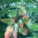 Mahonia aquifolium Листок