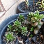 Sedum hernandezii Habitat