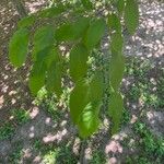Celtis tenuifolia 葉