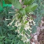 Cestrum nocturnum 花