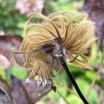 Clematis tangutica Fruit