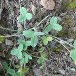 Trifolium ochroleucon Habit