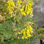 Astragalus frigidus ফুল