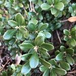 Arctostaphylos uva-ursi Hoja